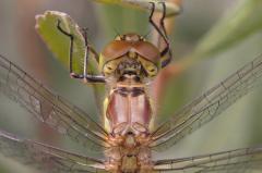 Common Darter head detail